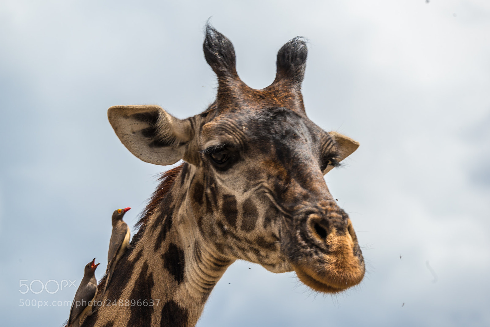 Nikon D750 sample photo. Girafee with oxpeckers photography