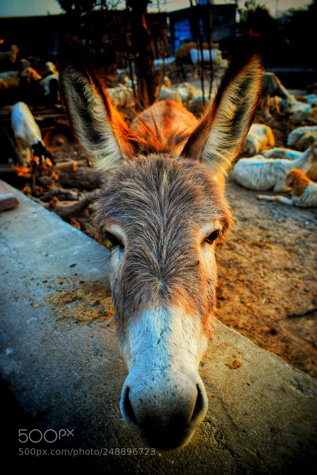 Nikon D3300 sample photo. #gadha photography