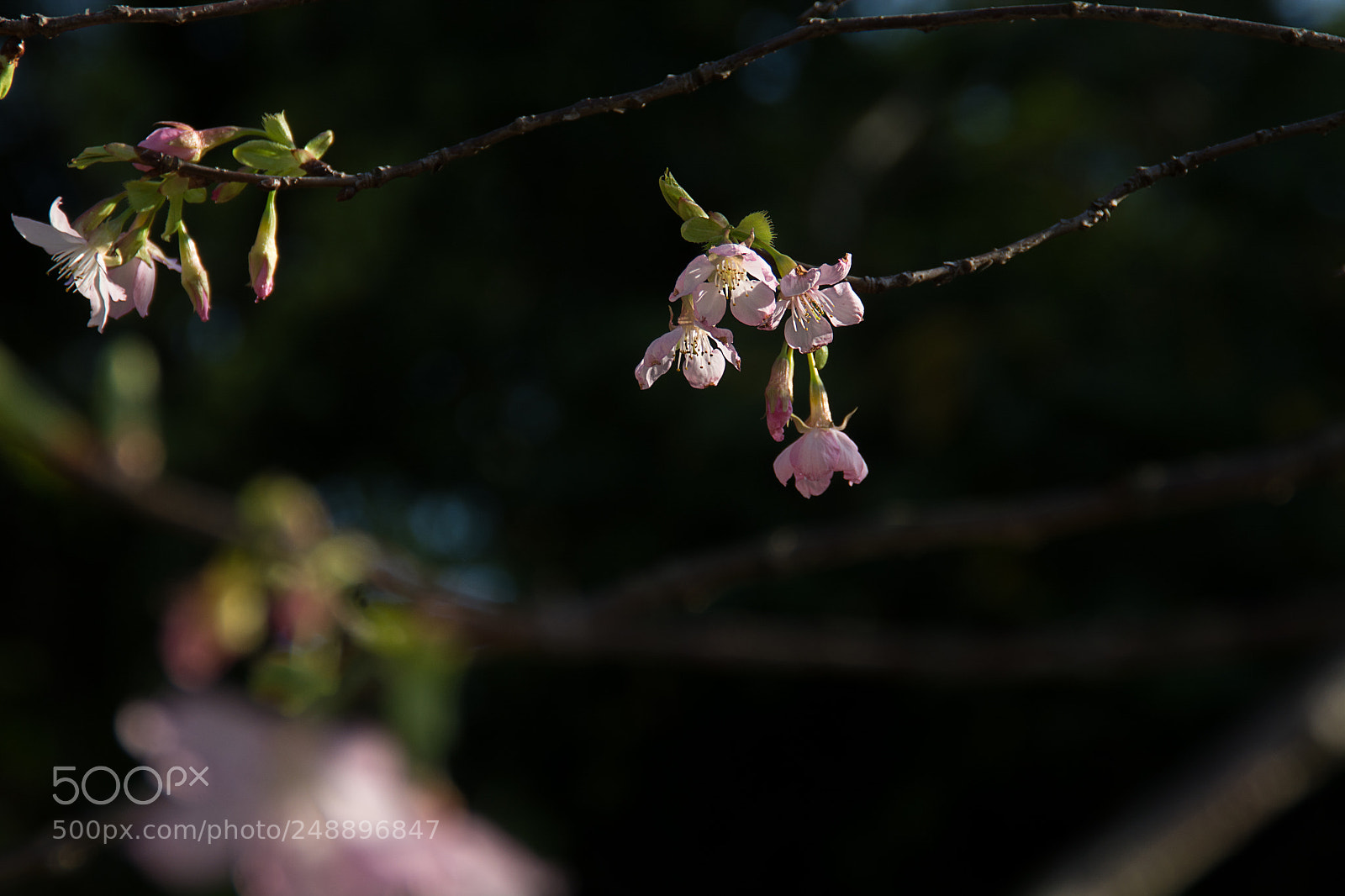 Nikon D7100 sample photo. 樱花 photography
