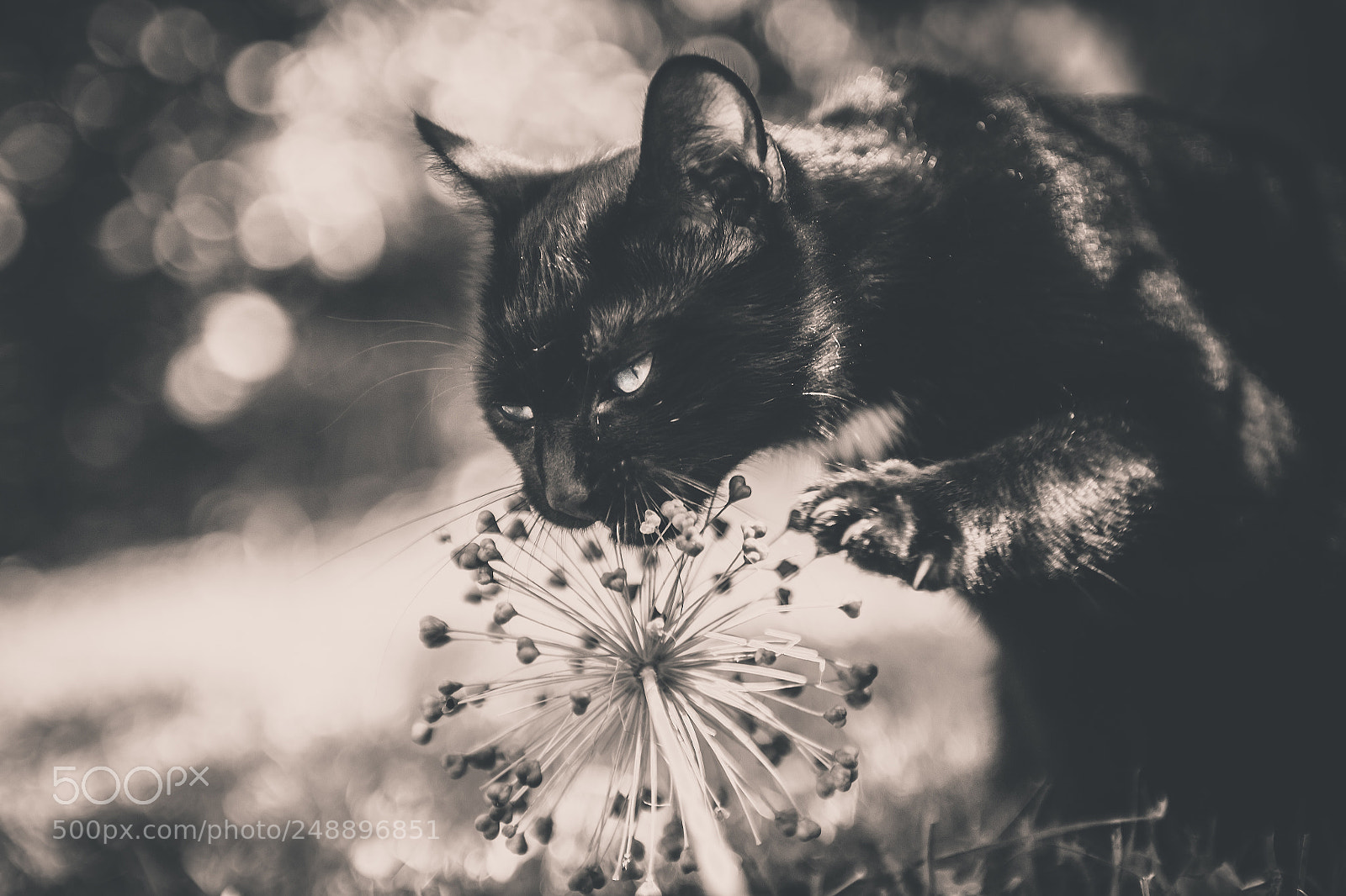 Canon EOS 5D sample photo. Attack! photography