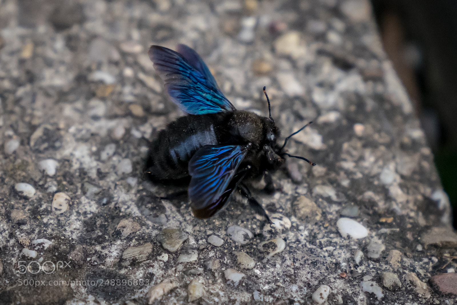 Sony a7 II sample photo. Dsc09056-6.jpg photography