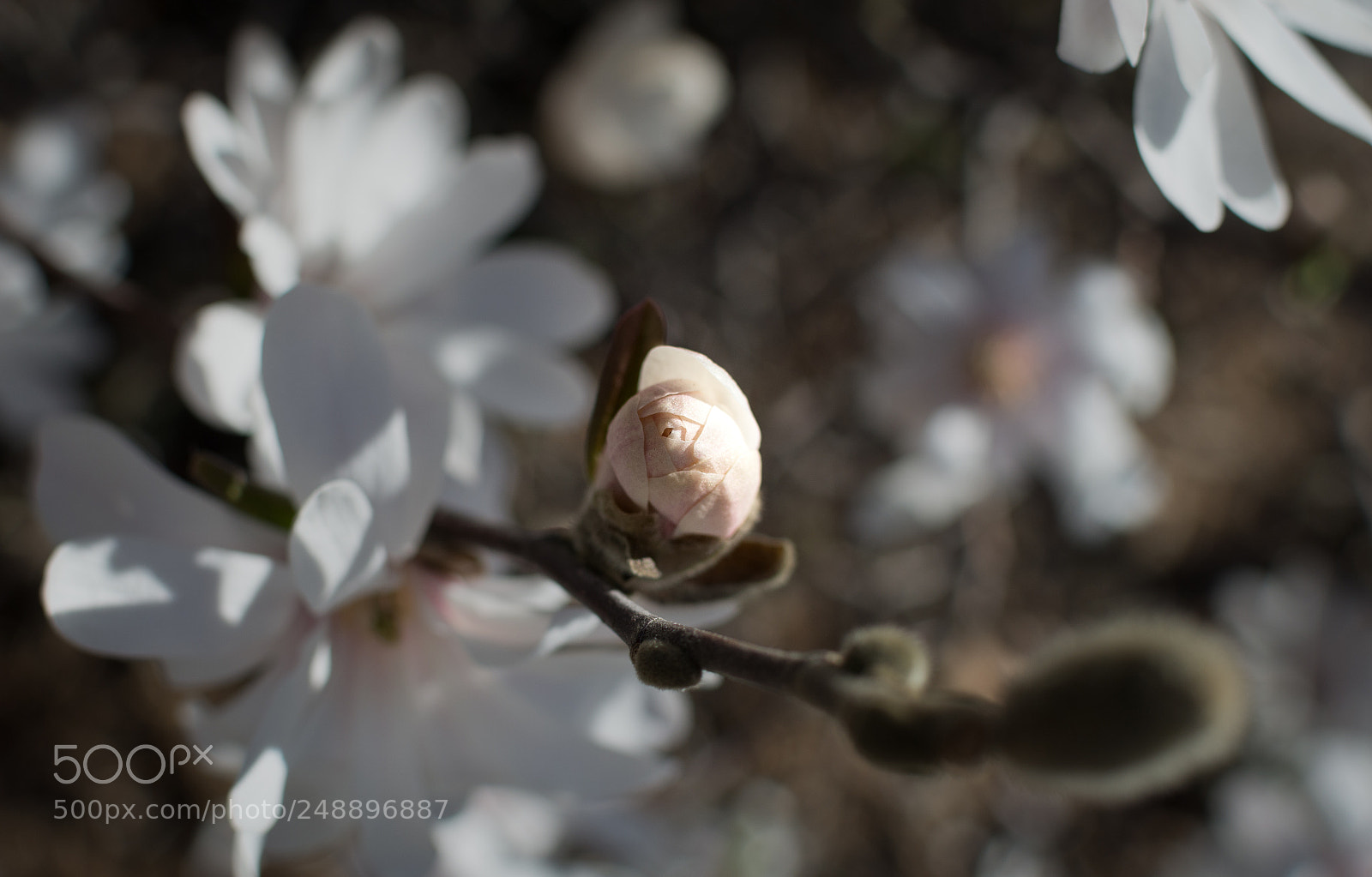 Nikon D7100 sample photo. The new spring photography