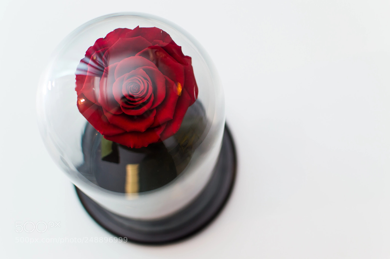 Nikon D3200 sample photo. Forever roses photography