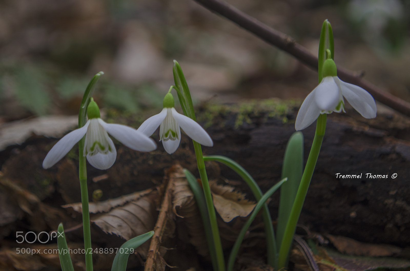 Nikon D5100 sample photo. Snowdrops photography
