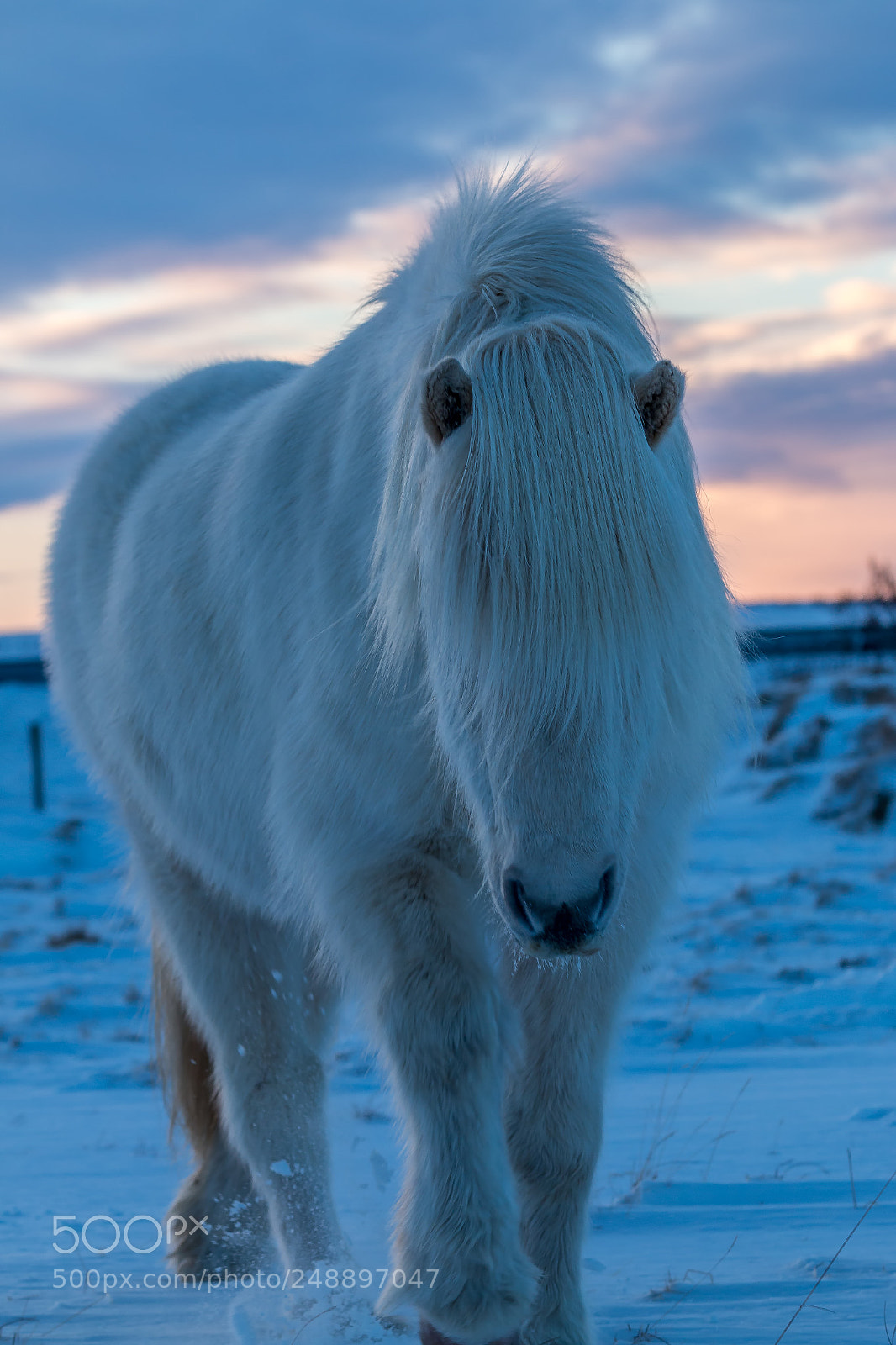 Canon EOS 70D sample photo. White horse photography