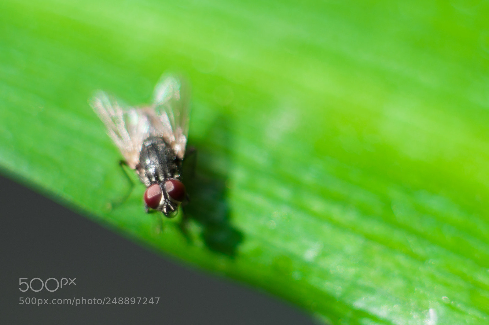 Nikon D90 sample photo. Fly the fly. photography