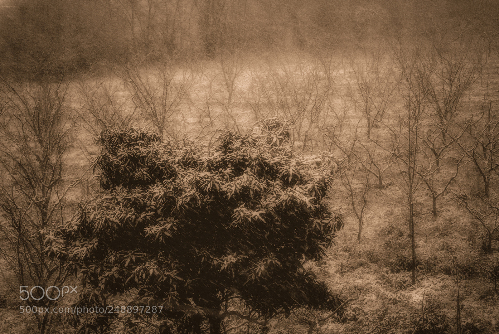 Nikon D40X sample photo. A stormy winter morning photography