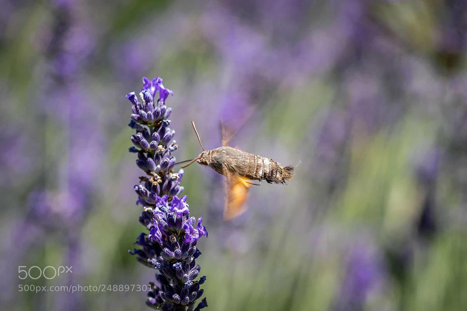 Nikon D3100 sample photo. Macroglossum stellatarum photography