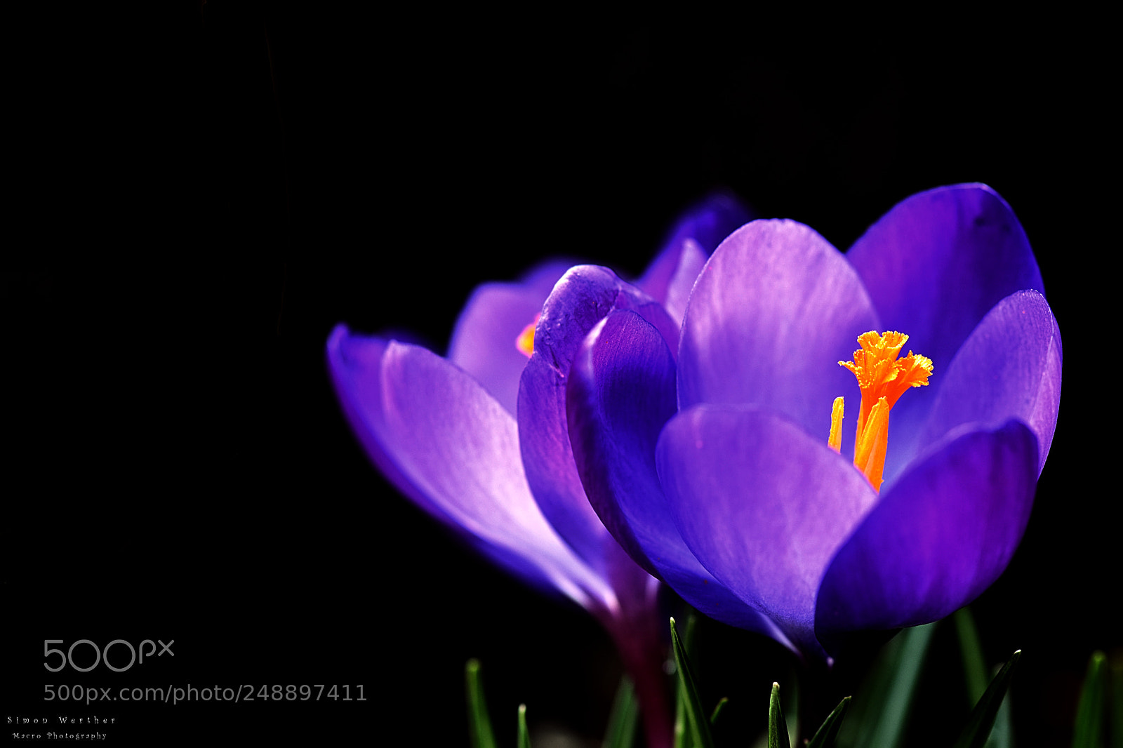 Nikon D5600 sample photo. Spring flower photography