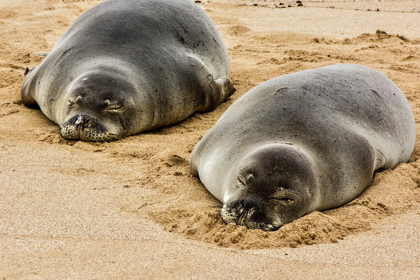 Panasonic Lumix DMC-FZ35 (Lumix DMC-FZ38) sample photo. Hawaiian monk seals photography