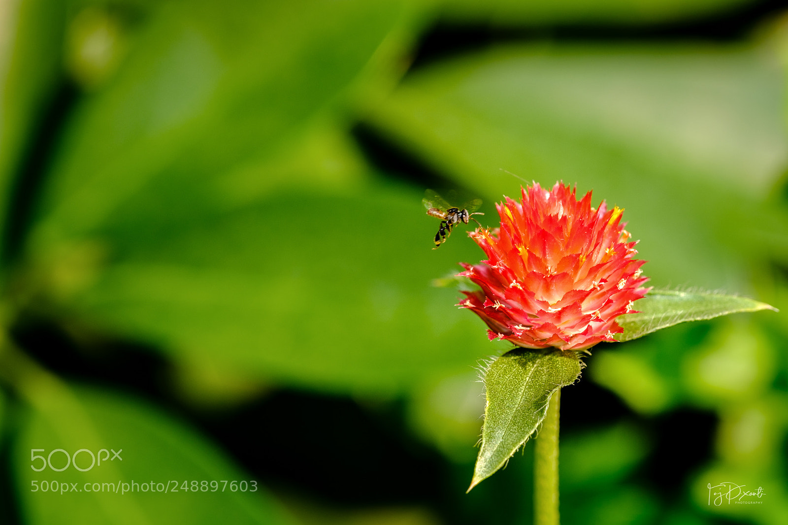 Fujifilm X-T20 sample photo. The bee and the photography