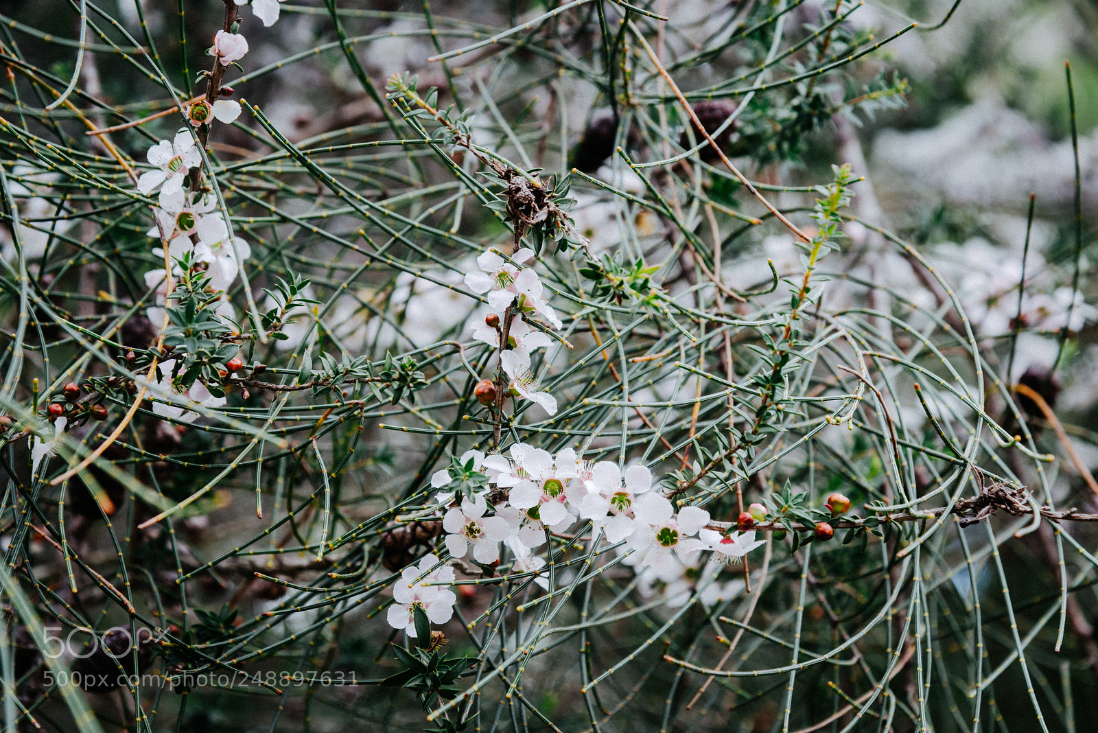 Nikon D810 sample photo. Frost photography