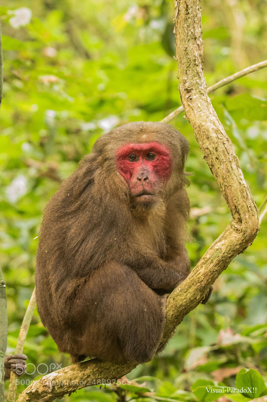 Canon EOS 7D Mark II sample photo. Stump-tailed macaque photography