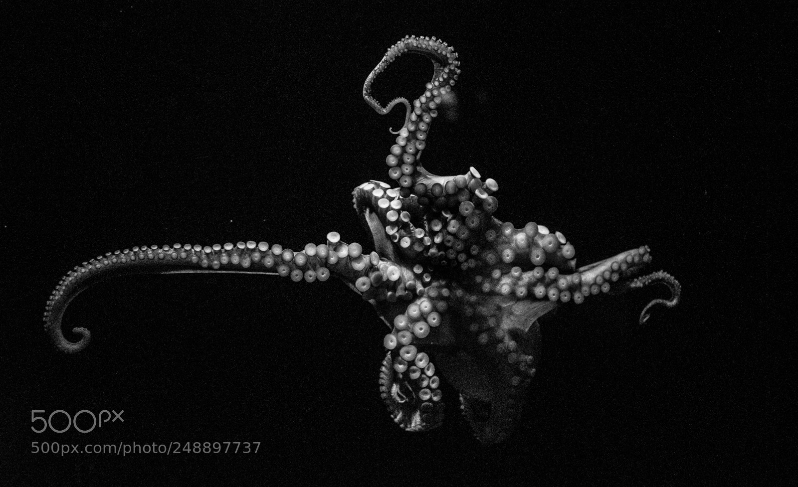 Nikon D750 sample photo. Octopus photography