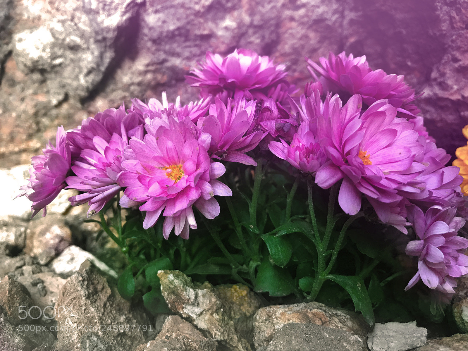 Apple iPhone 7 sample photo. Pinks photography