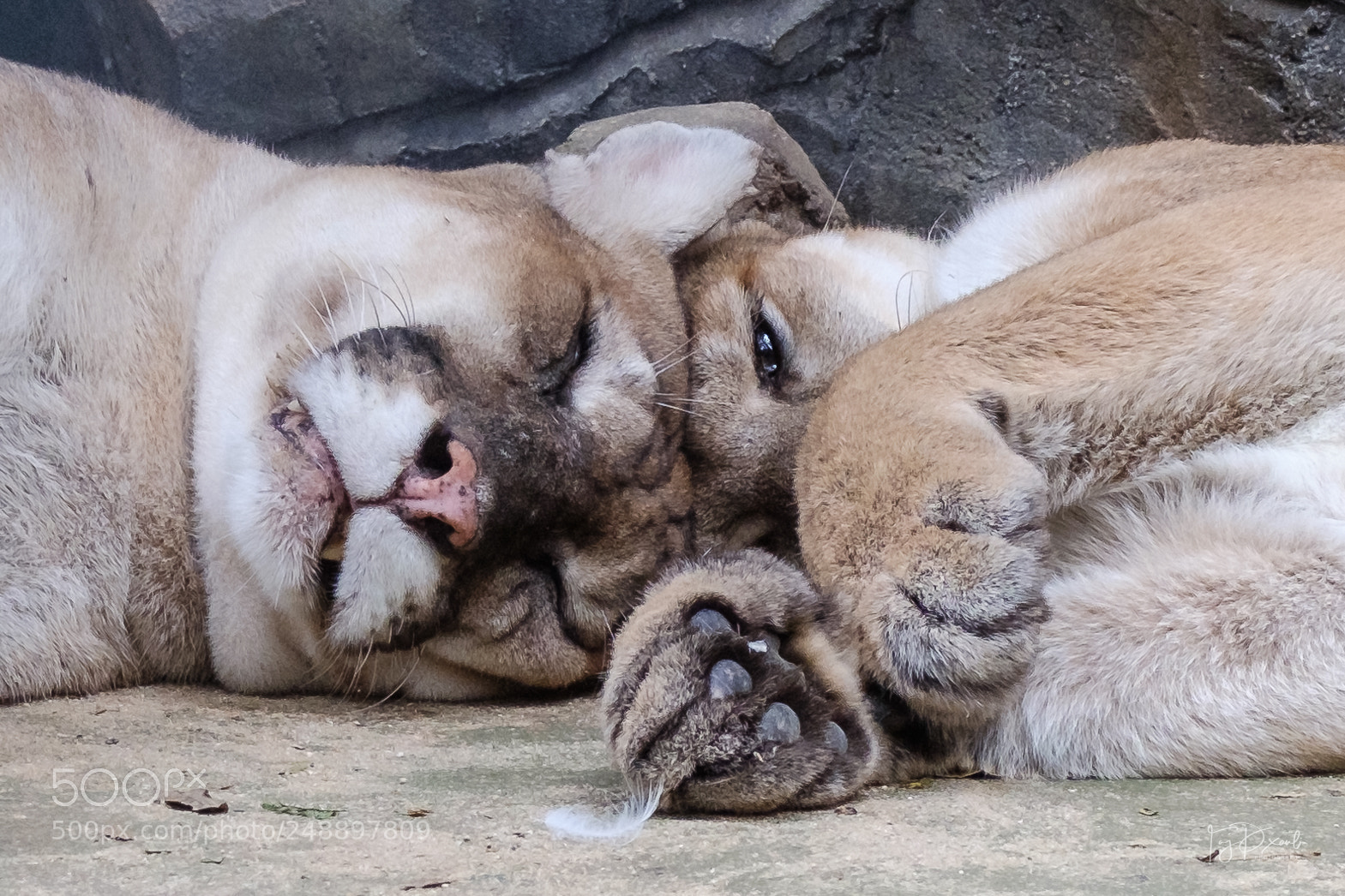 Fujifilm X-T20 sample photo. Lion's couple photography