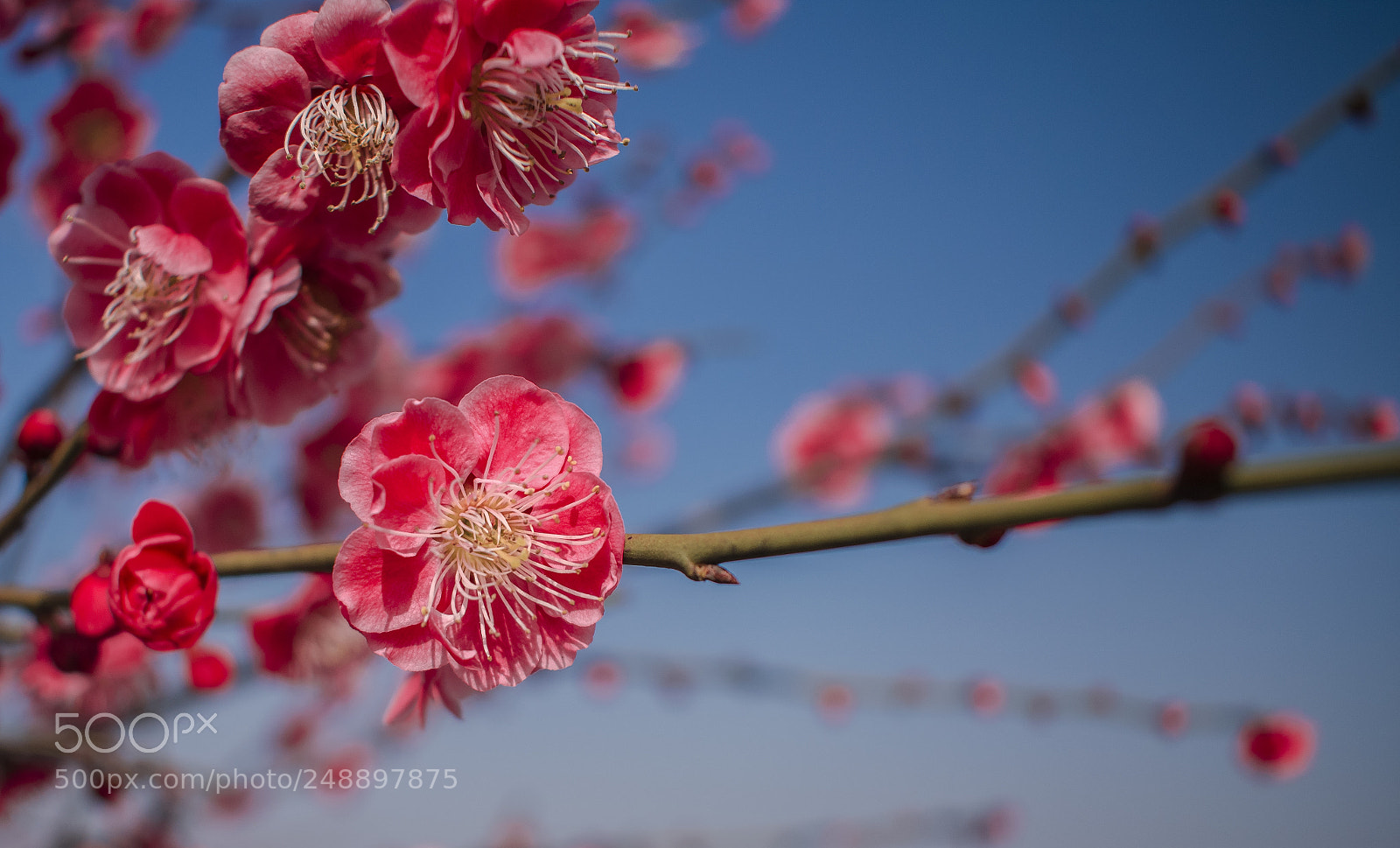 Nikon D3400 sample photo. 桃花 photography