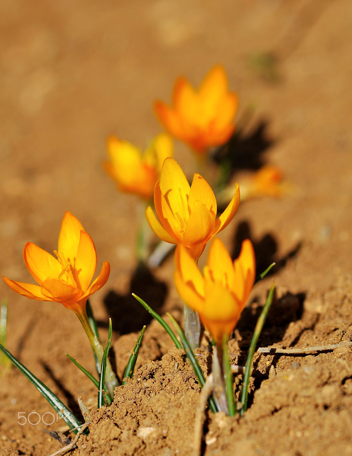 Nikon AF-S Micro-Nikkor 105mm F2.8G IF-ED VR sample photo. Crocus photography