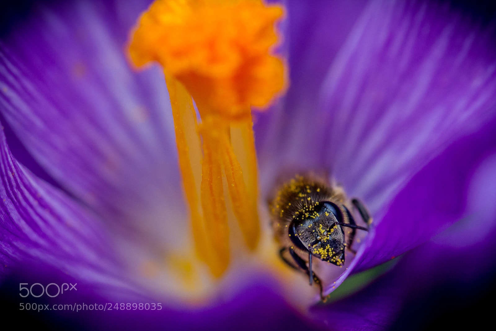 Canon EOS 7D sample photo. Biene an blume photography