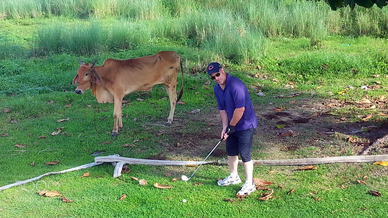 Samsung Galaxy S3 sample photo. Cattle hazard photography