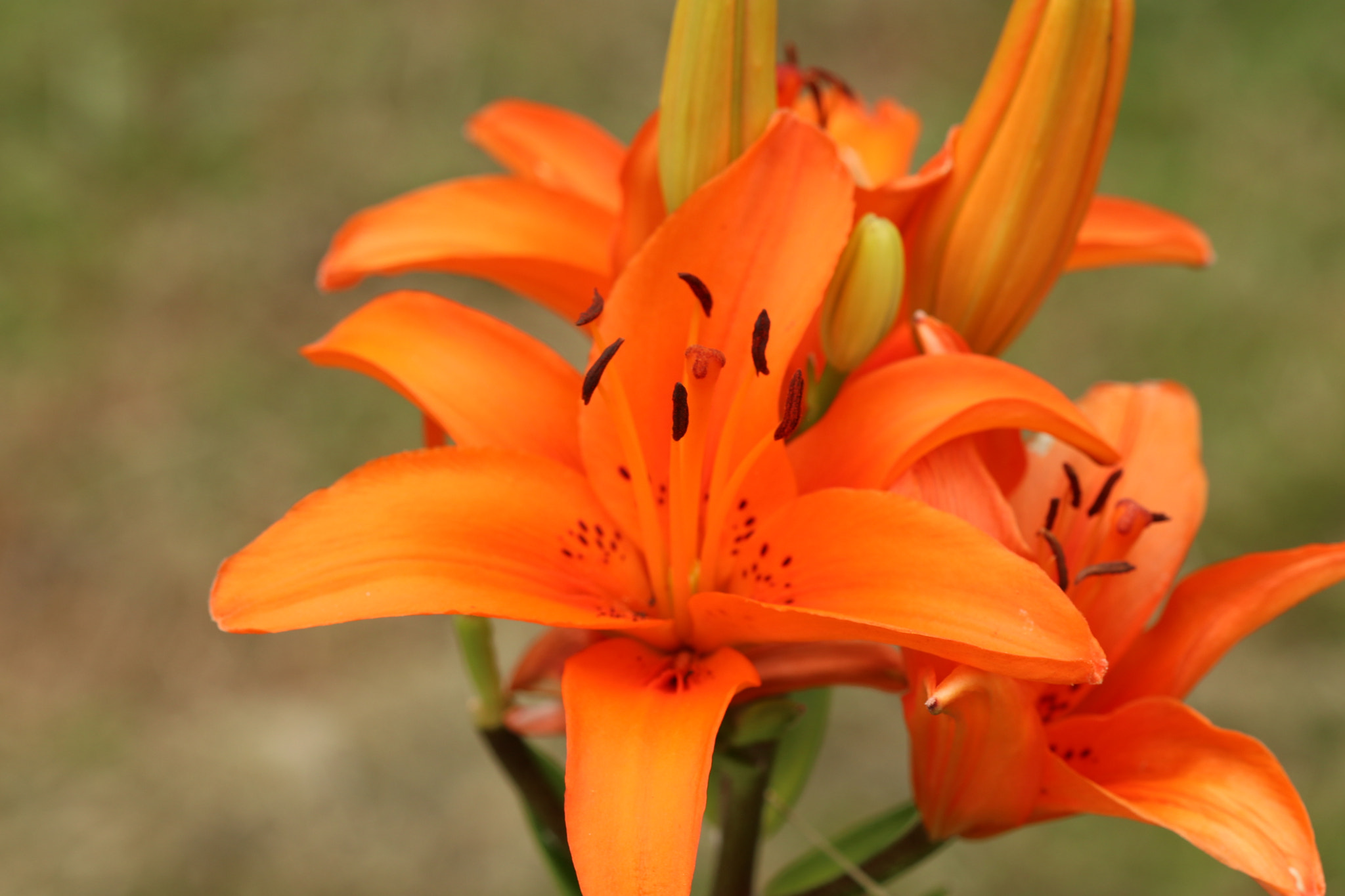 Canon EF 100mm F2.8 Macro USM sample photo. 017.jpg photography