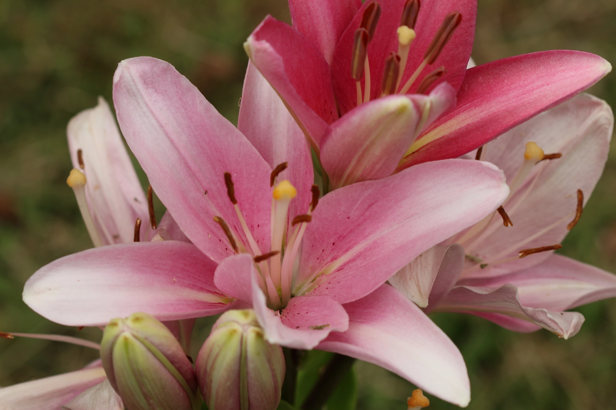 Canon EF 100mm F2.8 Macro USM sample photo. 018.jpg photography