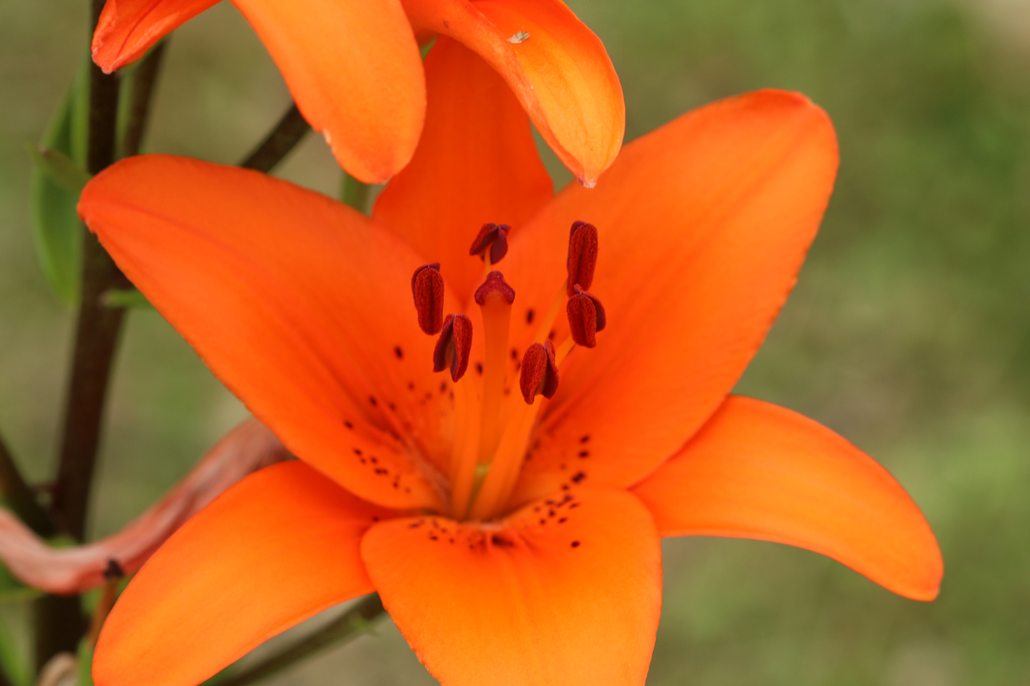 Canon EF 100mm F2.8 Macro USM sample photo. 019.jpg photography