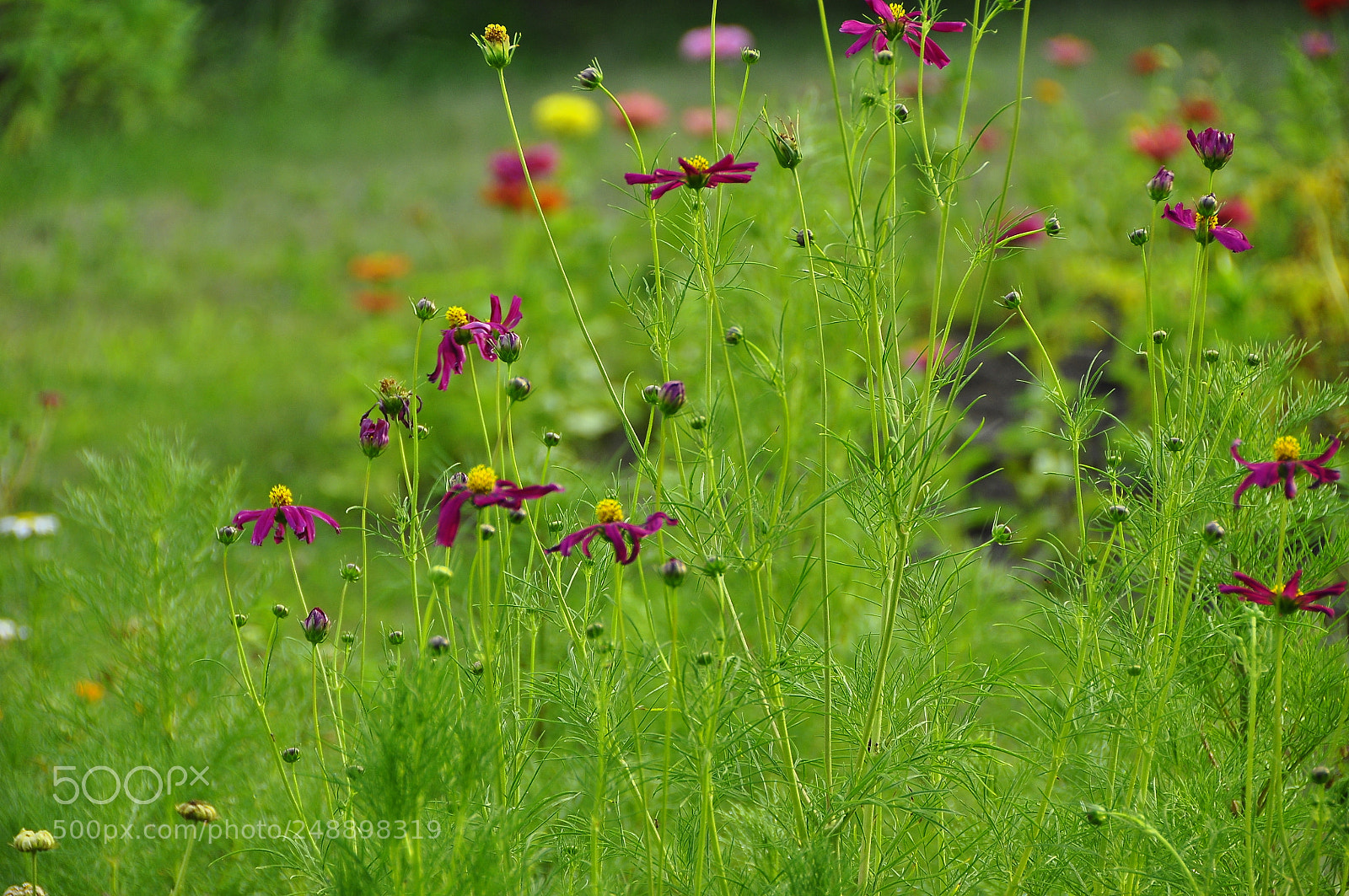 Nikon D90 sample photo. Kharkov oblast, ukraine. summer. photography