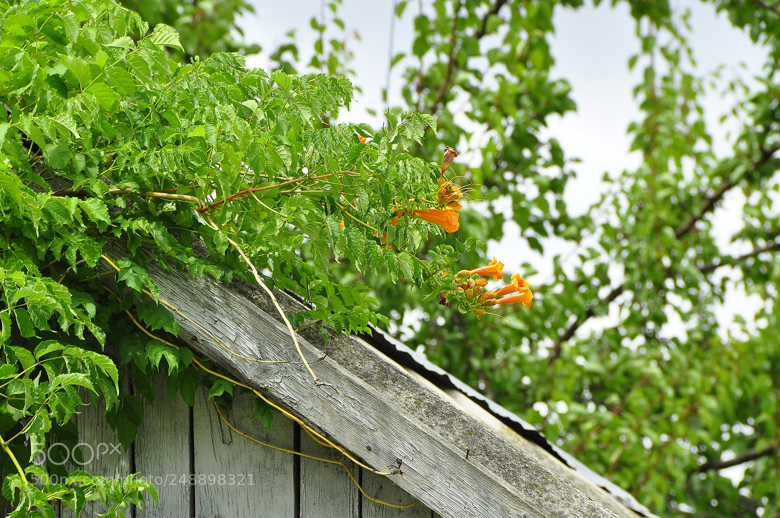 Nikon D90 sample photo. Kharkov oblast, ukraine. summer. photography