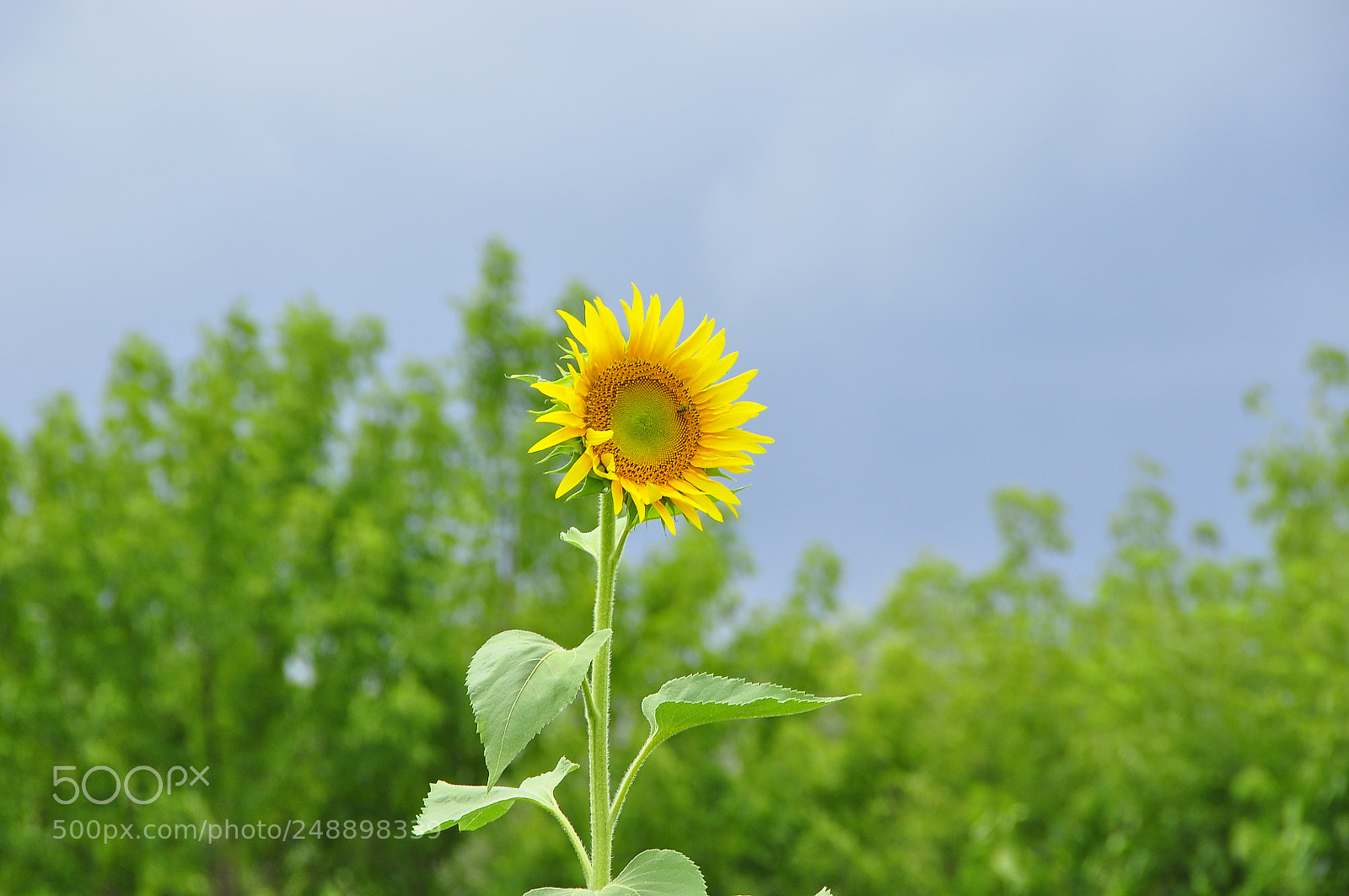 Nikon D90 sample photo. Kharkov oblast, ukraine. summer. photography