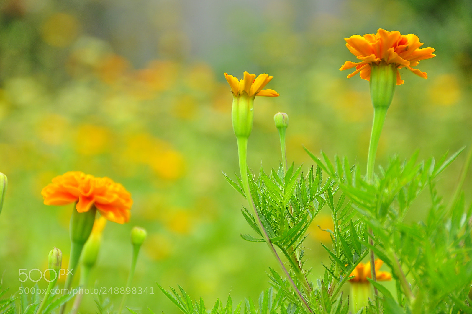 Nikon D90 sample photo. Kharkov oblast, ukraine. summer. photography