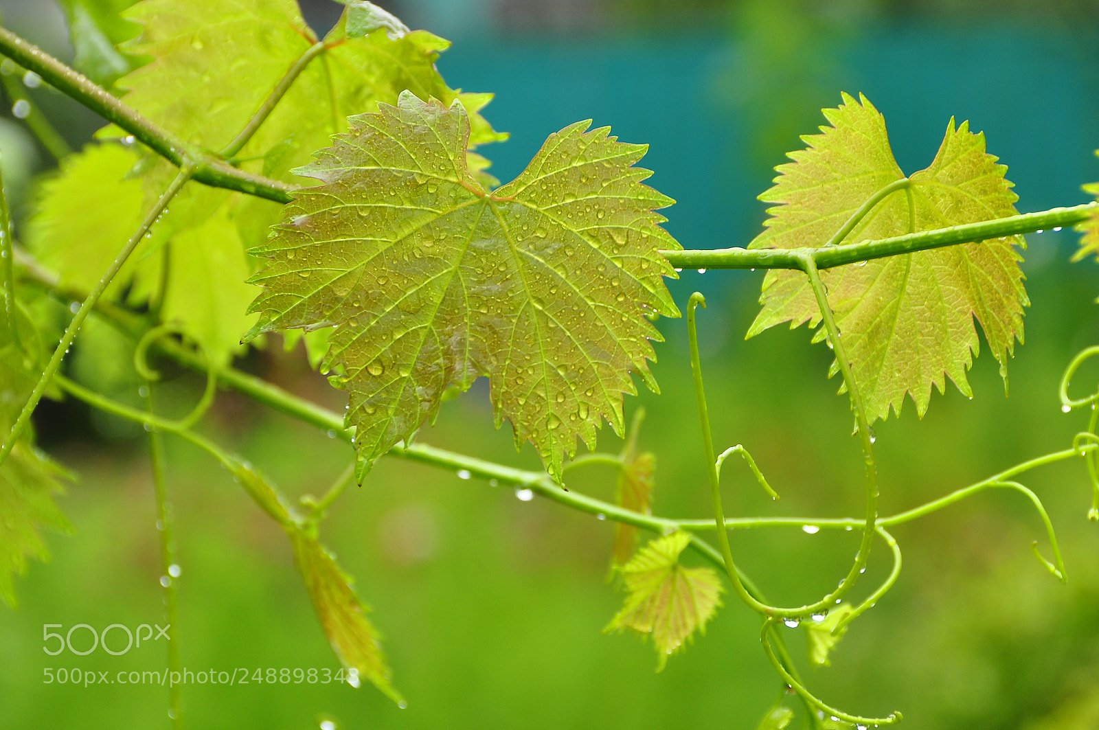 Nikon D90 sample photo. Kharkov oblast, ukraine. summer. photography