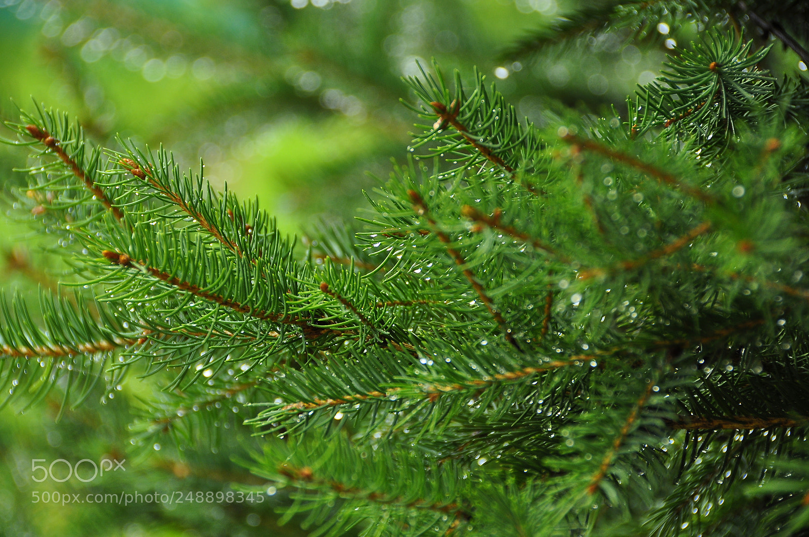 Nikon D90 sample photo. Kharkov oblast, ukraine. summer. photography