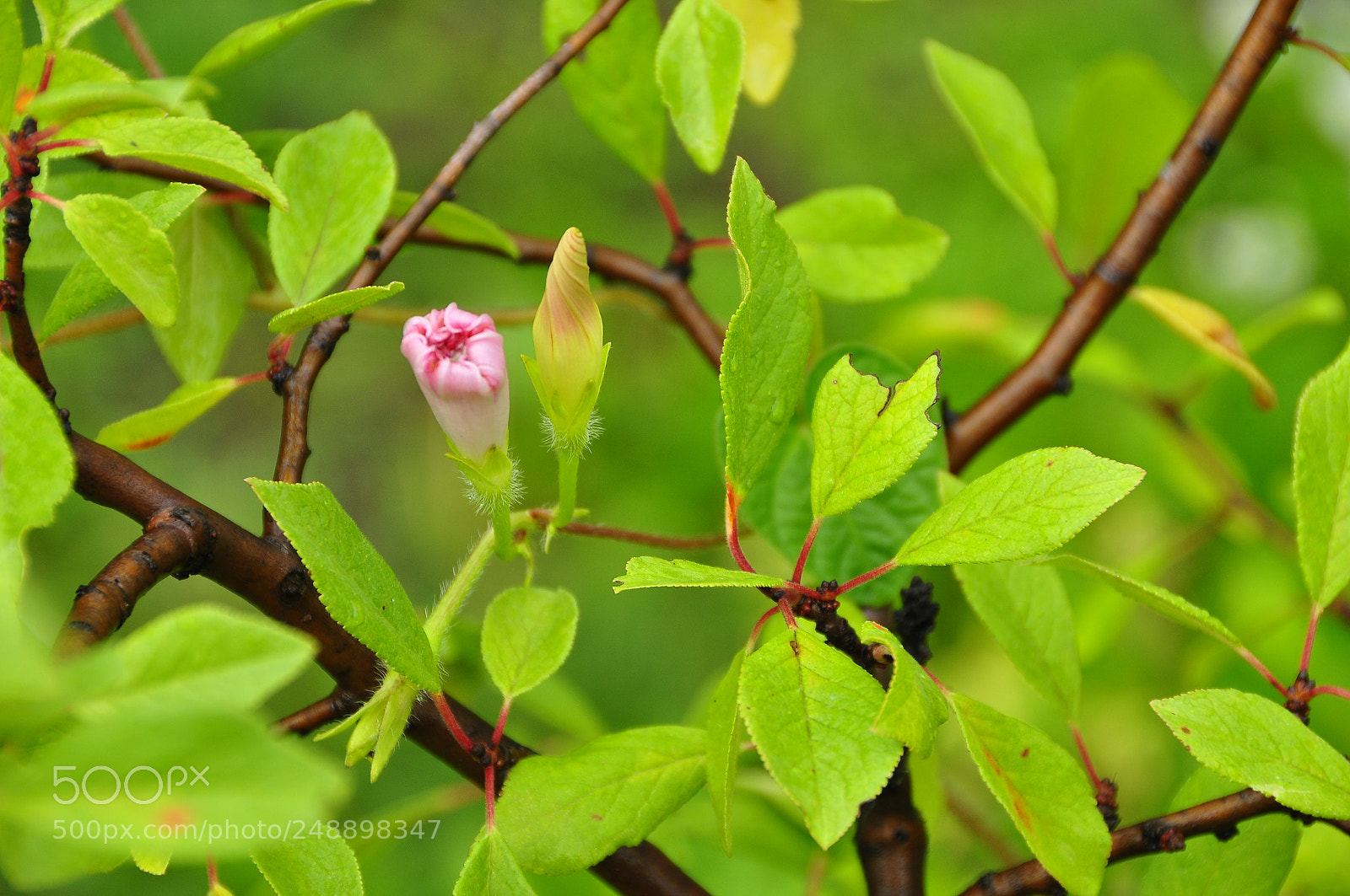 Nikon D90 sample photo. Kharkov oblast, ukraine. summer. photography
