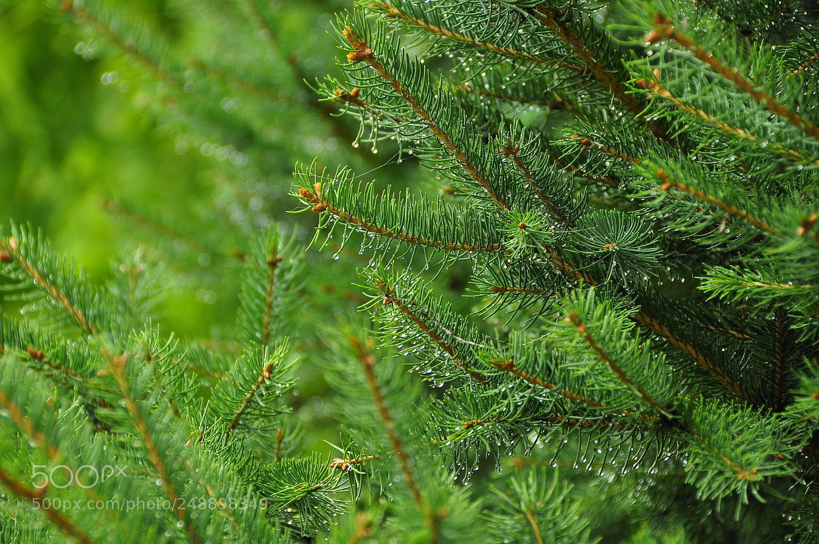 Nikon D90 sample photo. Kharkov oblast, ukraine. summer. photography