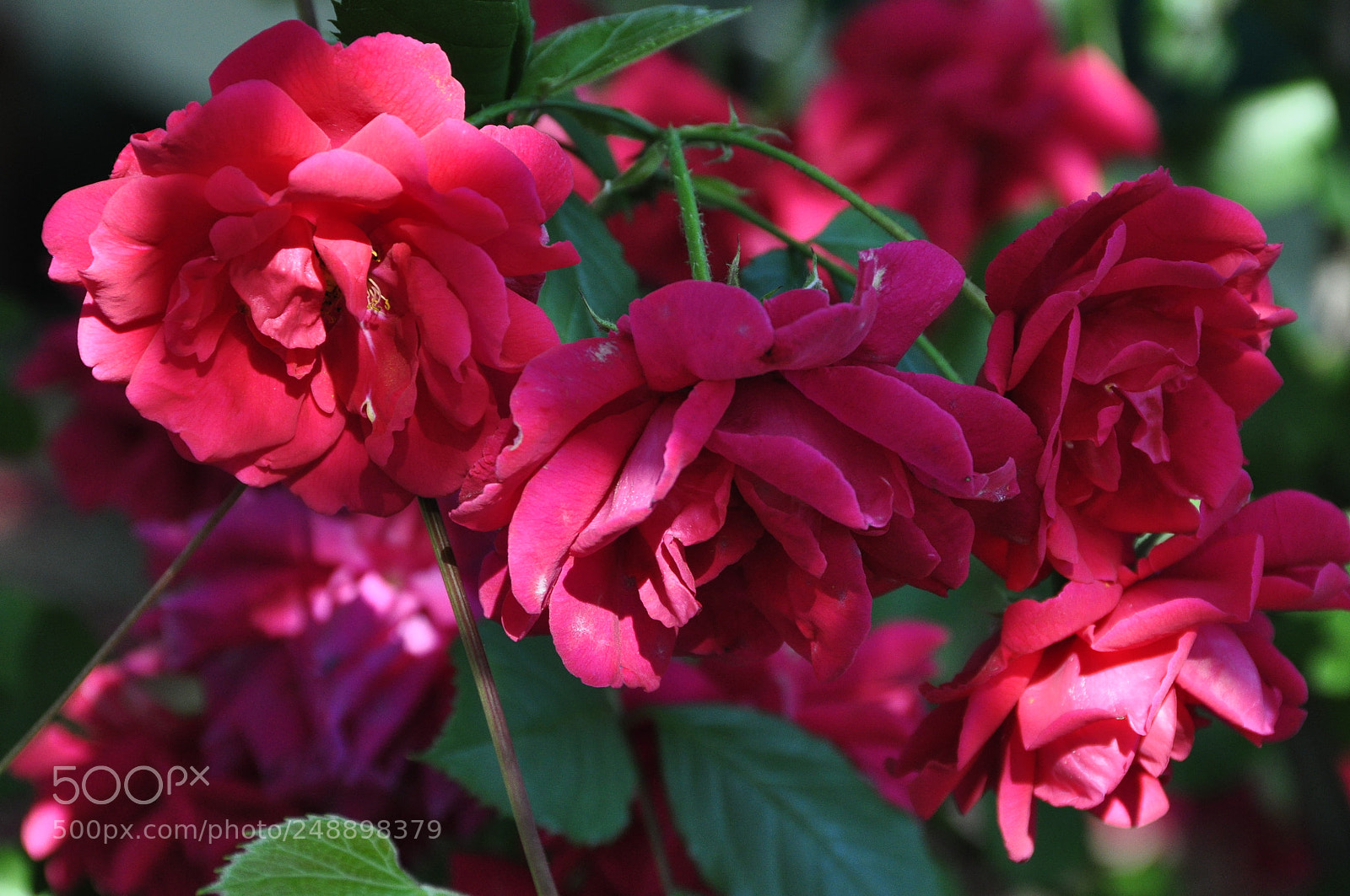 Nikon D90 sample photo. Kharkov oblast, ukraine. summer. photography