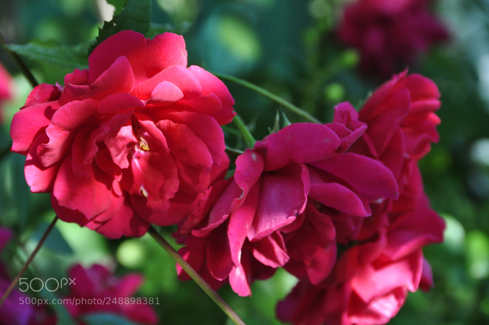 Nikon D90 sample photo. Kharkov oblast, ukraine. summer. photography