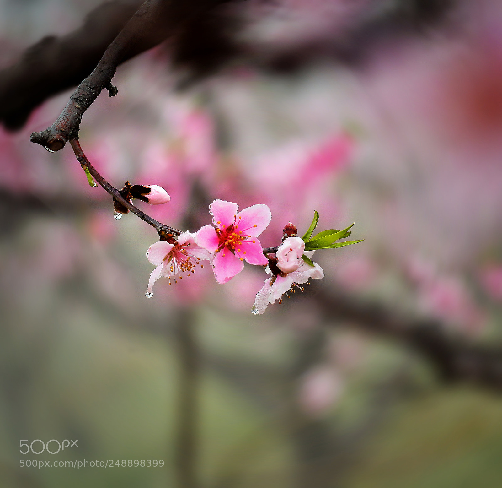 Canon EOS 650D (EOS Rebel T4i / EOS Kiss X6i) sample photo. Peach blossoms in the photography