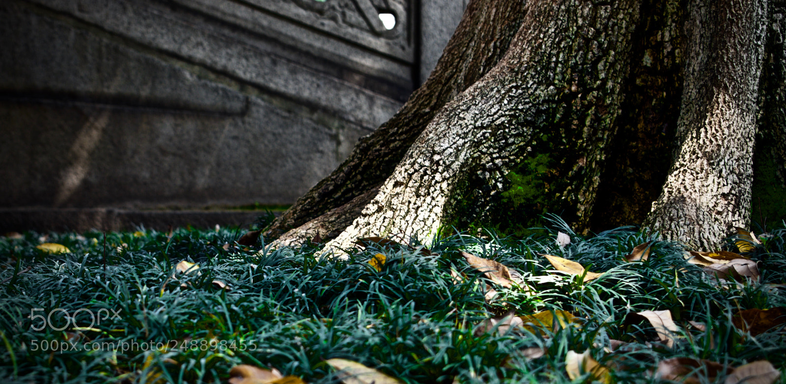 Nikon D5600 sample photo. Temple fun photography