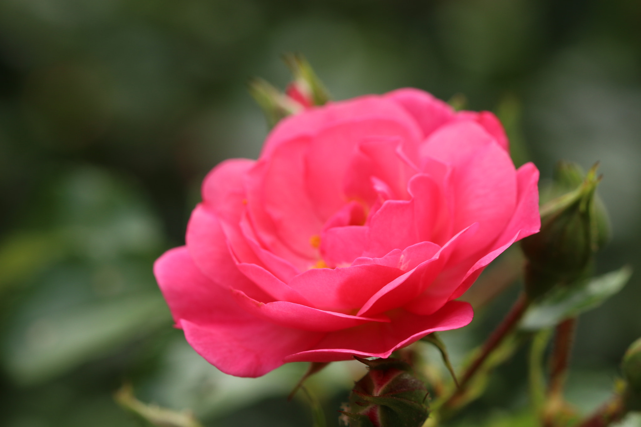 Canon EF 100mm F2.8 Macro USM sample photo. 021.jpg photography