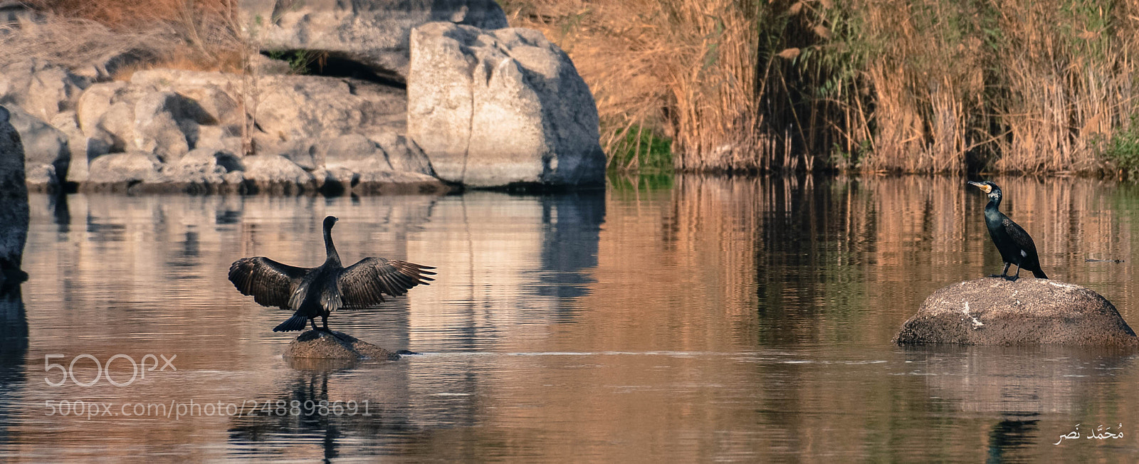 Nikon D7100 sample photo. Socotra cormorant photography