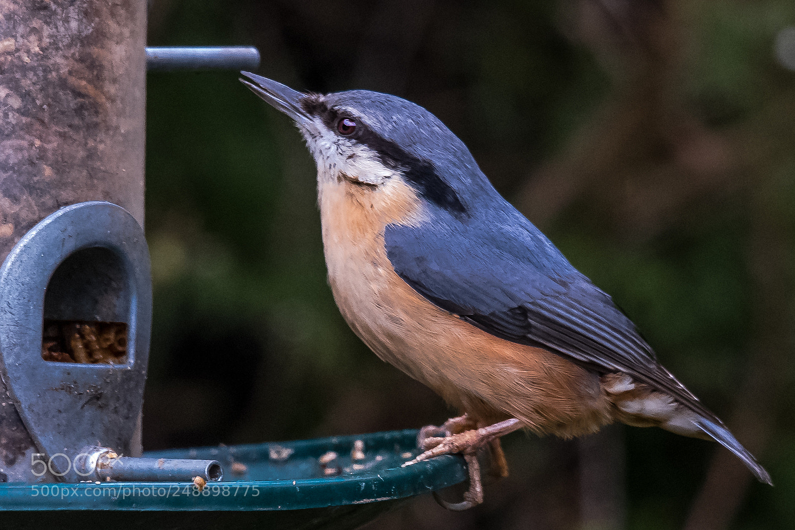 Nikon D850 sample photo. Nuthatch photography
