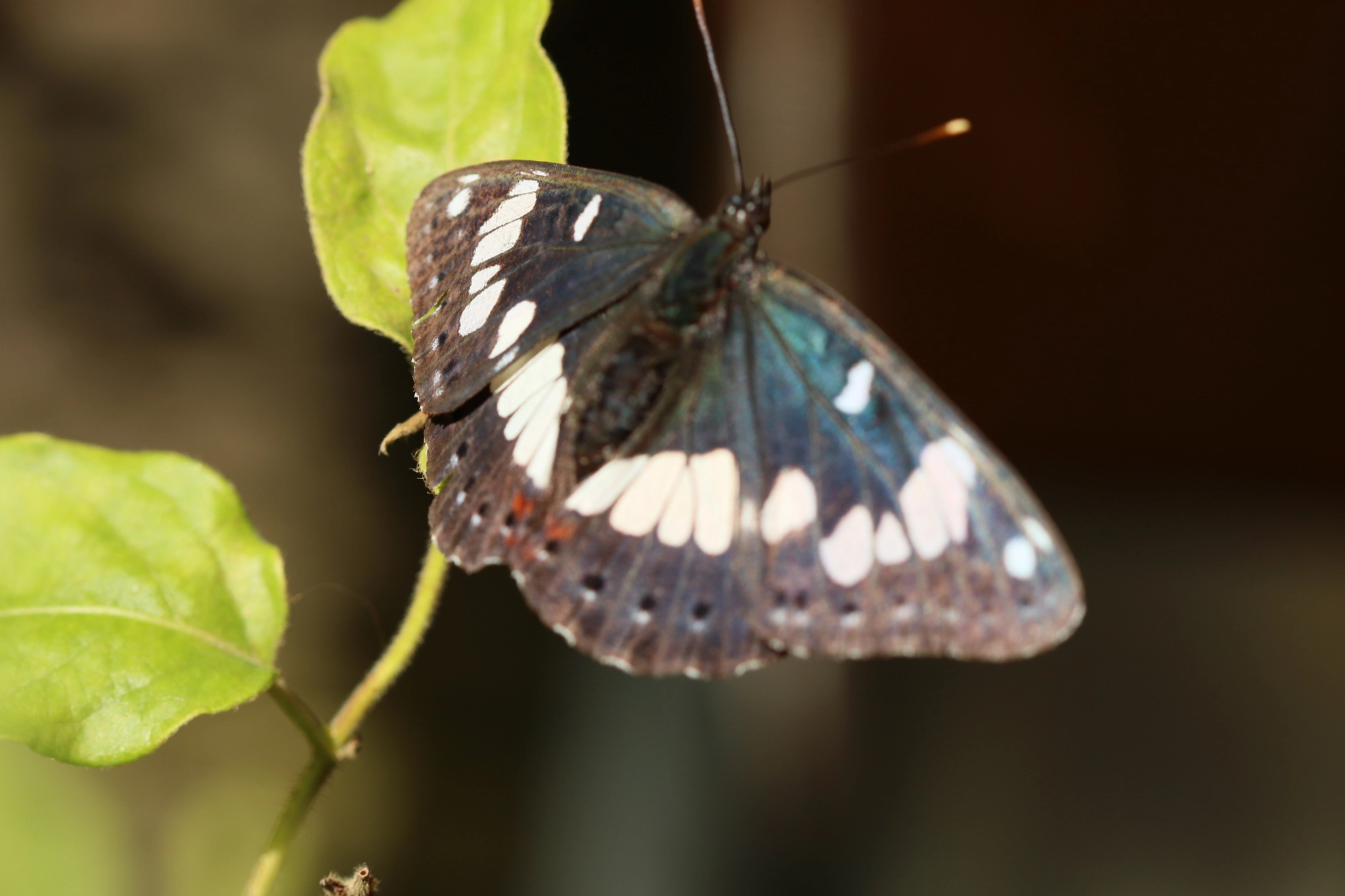 Canon EF 100mm F2.8 Macro USM sample photo. 122.jpg photography