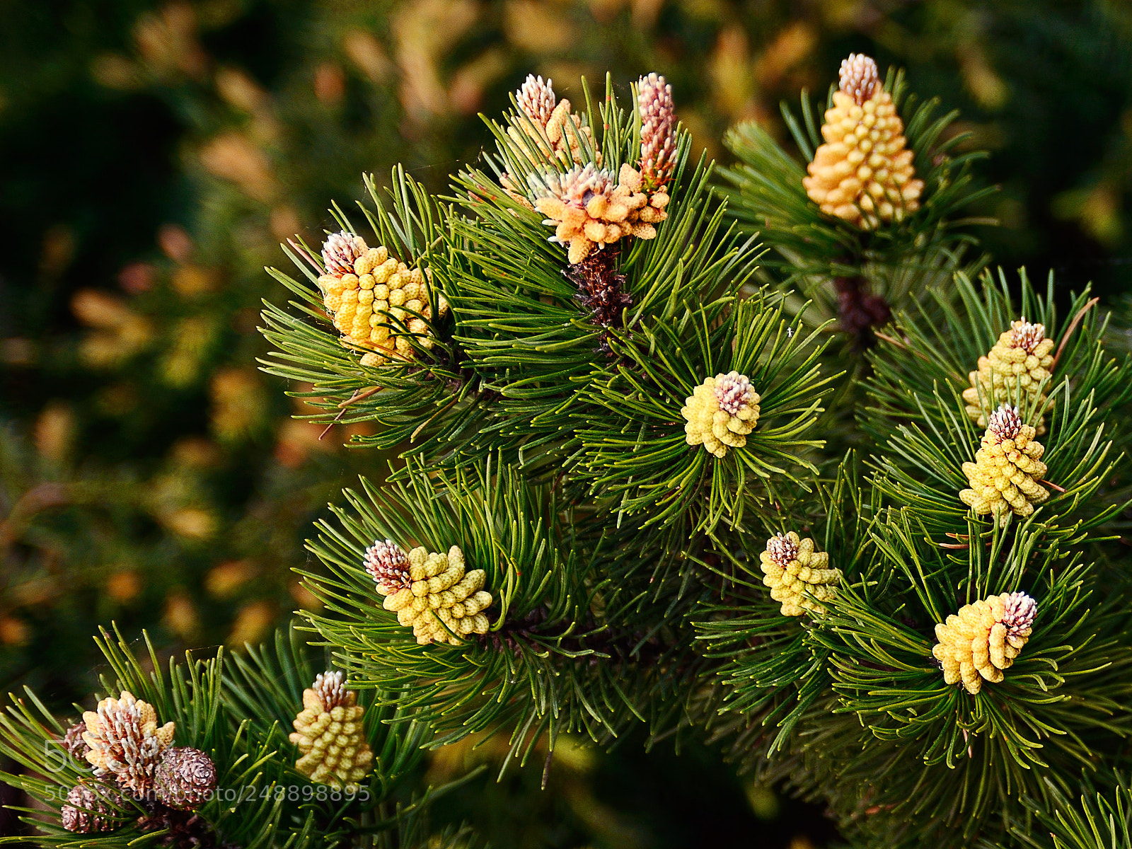 Nikon D610 sample photo. Beautiful pine blossom photography
