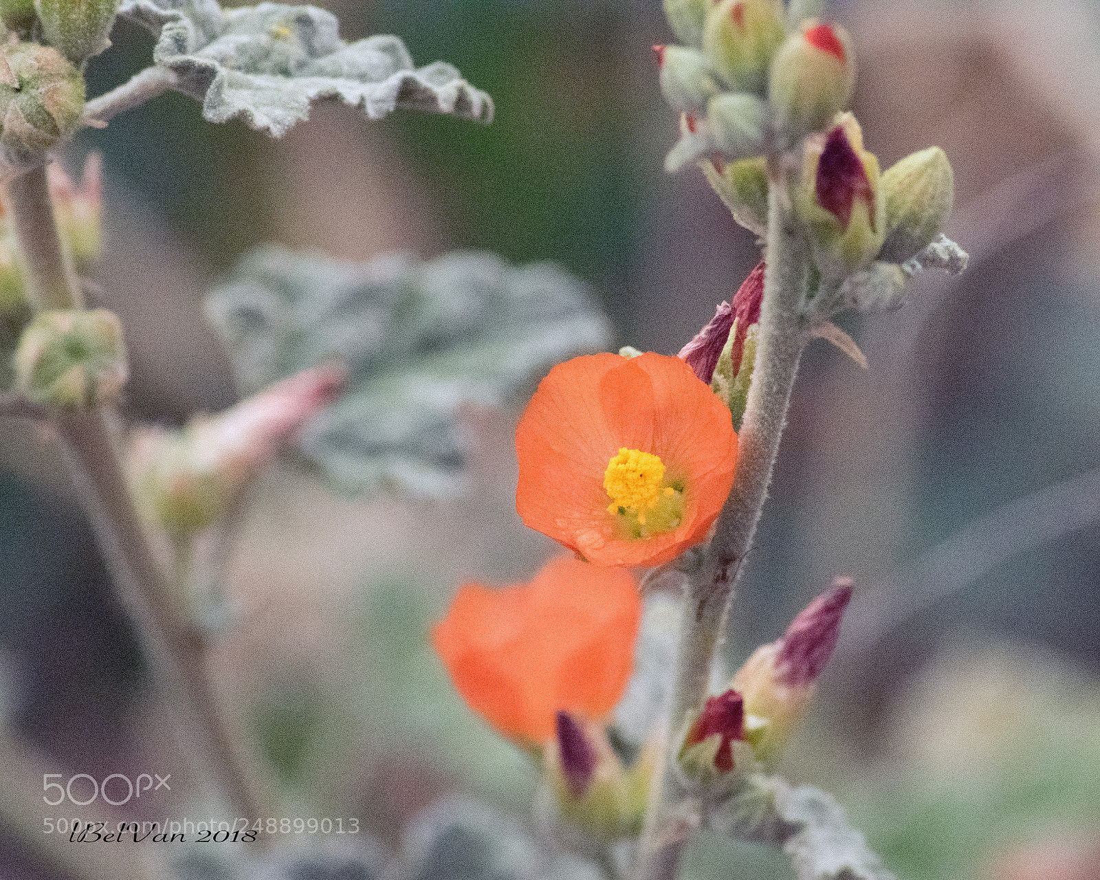 Nikon D3300 sample photo. Untitled photography