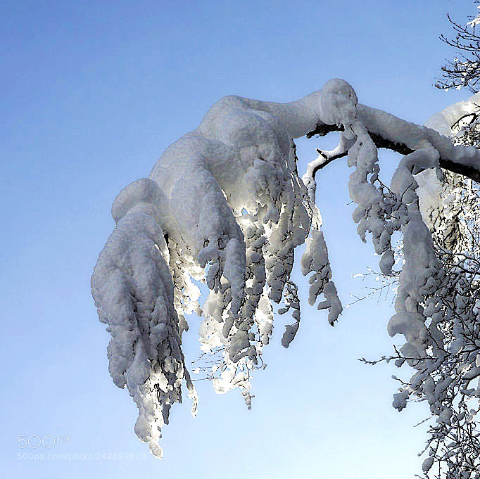 Sony ILCA-77M2 sample photo. Snowy branch in sun photography
