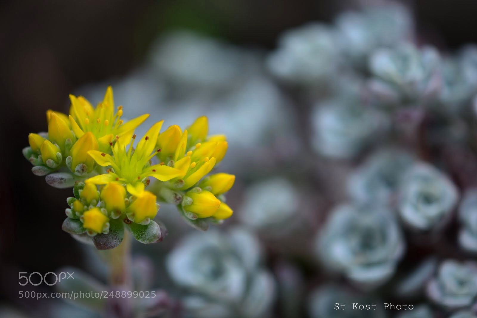 Nikon D5200 sample photo. Hello yellow photography