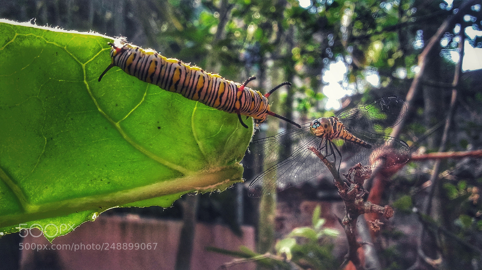 Samsung Galaxy Grand Prime sample photo. When they meet photography