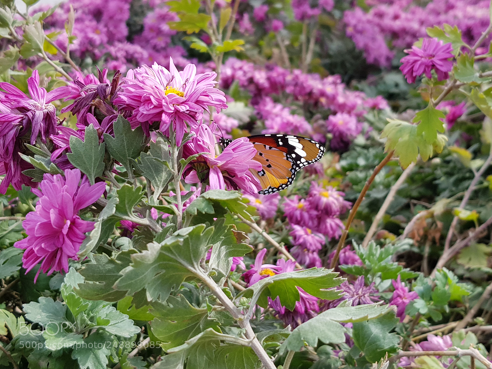 Samsung Galaxy S8+ sample photo. Untitled photography