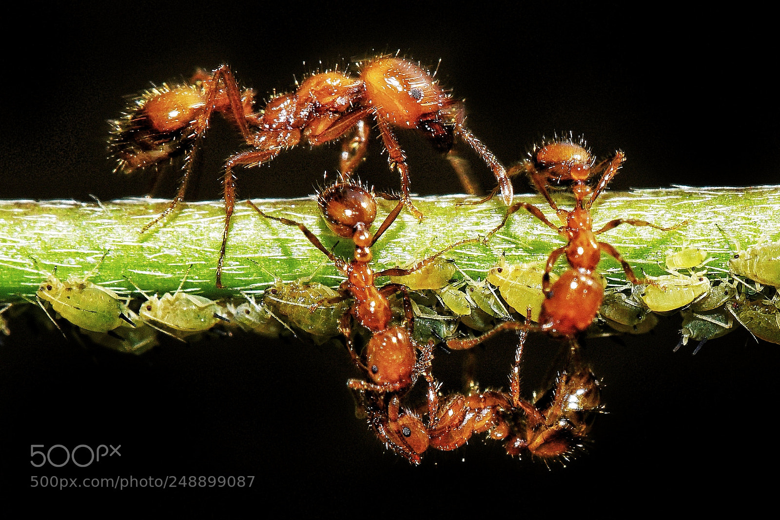 Sony a6500 sample photo. An ant ant... photography